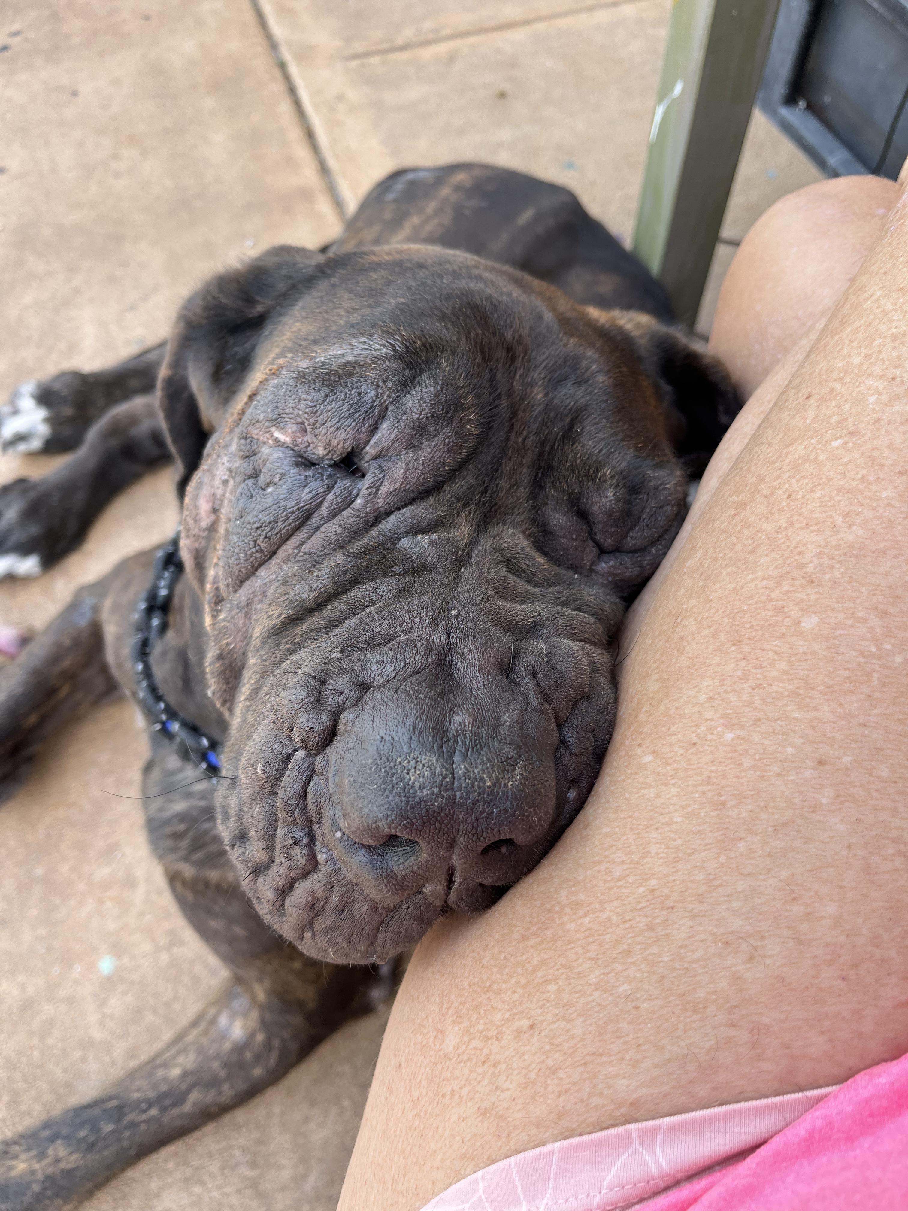 Herbert, a ADOPTABLE Mastiff in Portland, OR image 4/6