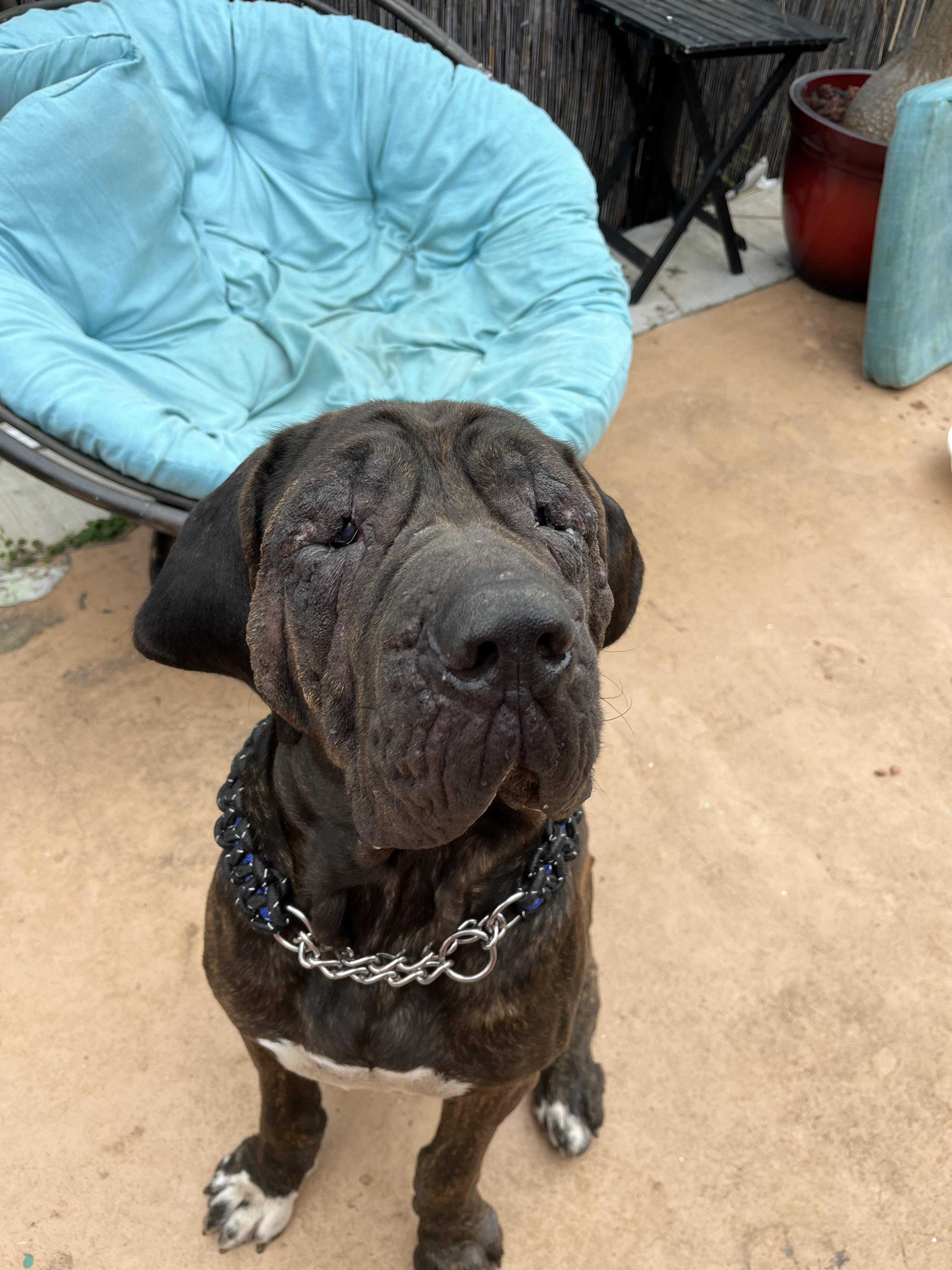 Herbert, a ADOPTABLE Mastiff in Portland, OR image 1/6