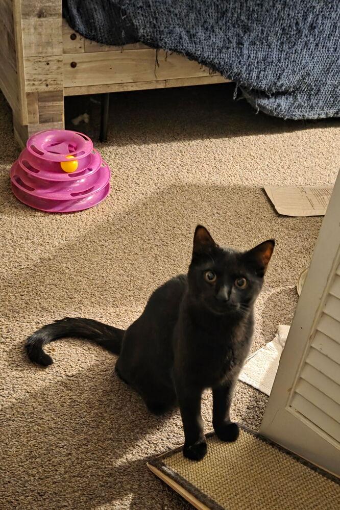 Courage, Adoptable, Kitten Male Domestic Short Hair.