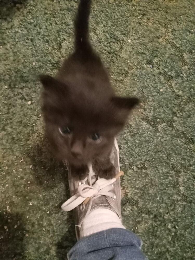 Enlarge Courage, a Adoptable Domestic Short Hair in Albuquerque, NM image 2/5