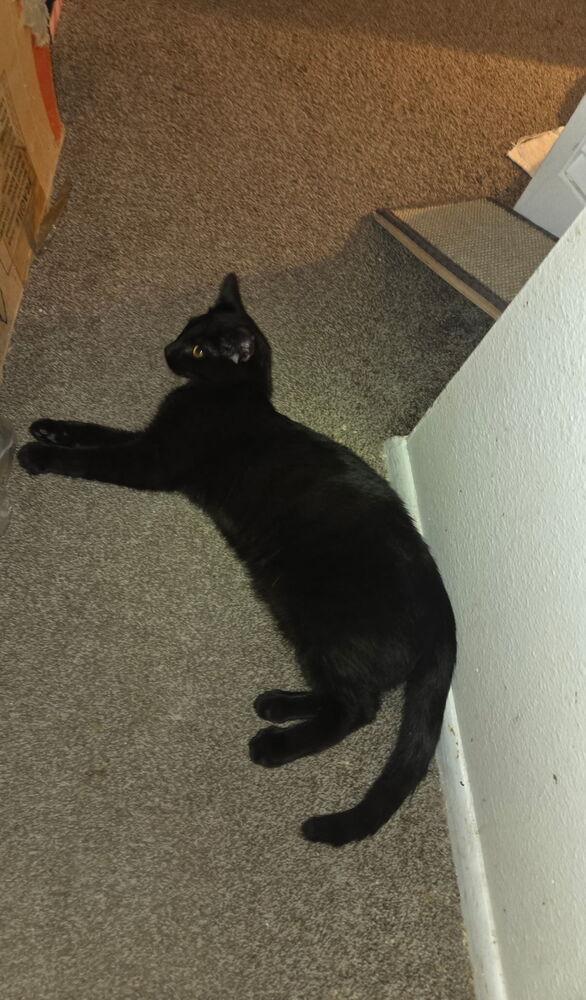 Enlarge Courage, a Adoptable Domestic Short Hair in Albuquerque, NM image 3/5