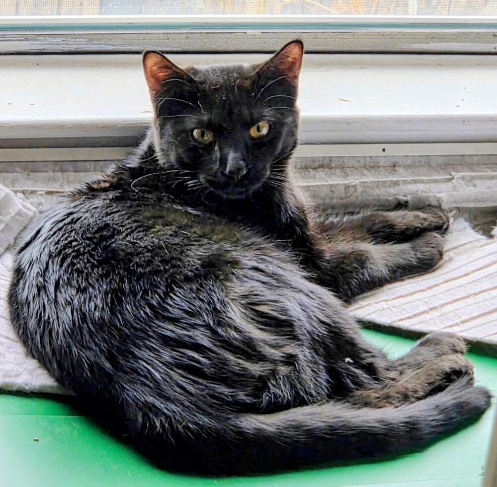 Enlarge Courage, a Adoptable Domestic Short Hair in Albuquerque, NM image 4/5