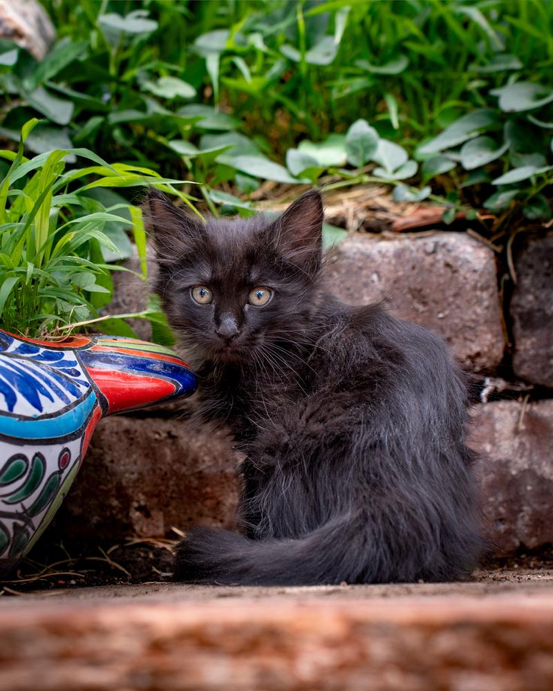 Enlarge Courage, a Adoptable Domestic Short Hair in Albuquerque, NM image 5/5