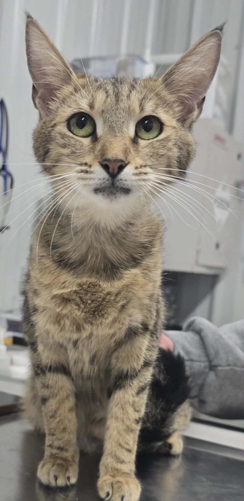 Lyra, Adoptable, Kitten Female Domestic Short Hair.