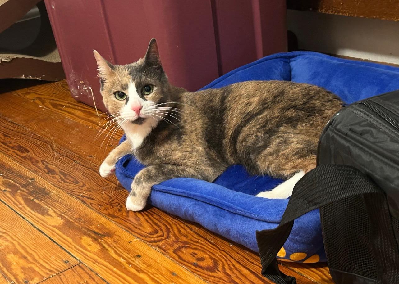 Etta, a ADOPTABLE Dilute Calico in Salem, MA image 1/3