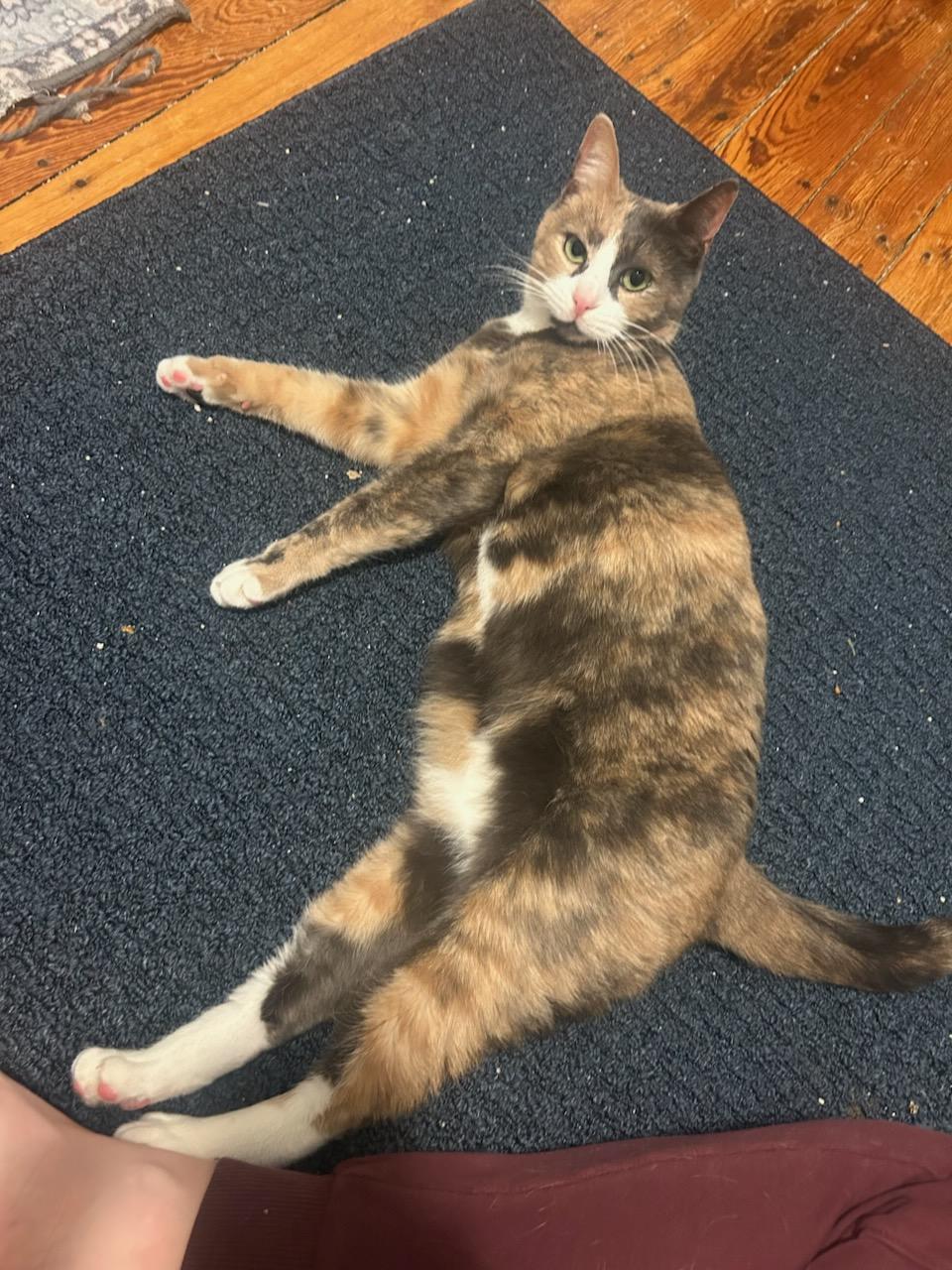 Etta, a ADOPTABLE Dilute Calico in Salem, MA image 3/3