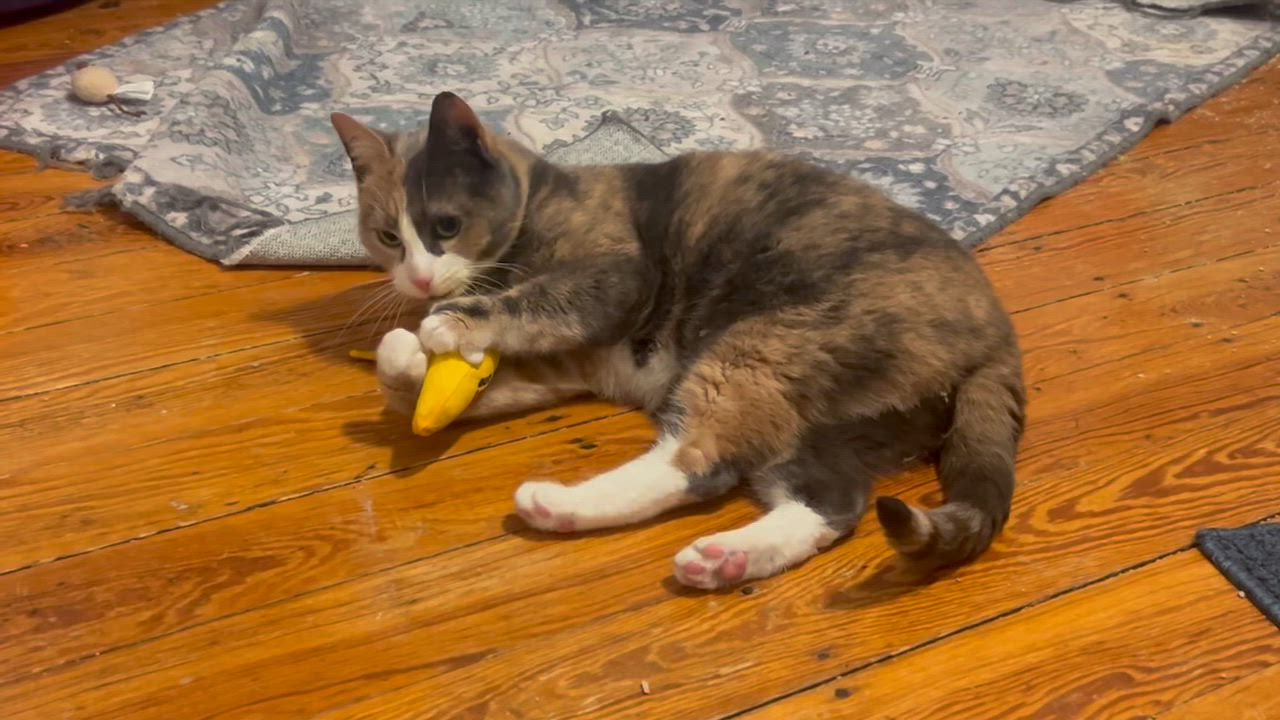 Enlarge Etta, a ADOPTABLE Dilute Calico in Salem, MA video 2/3