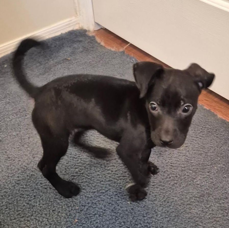 Enlarge Xena, a ADOPTABLE mixed breed in Knoxville, TN image 1/5