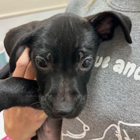 Enlarge Xena, a ADOPTABLE mixed breed in Knoxville, TN image 2/5