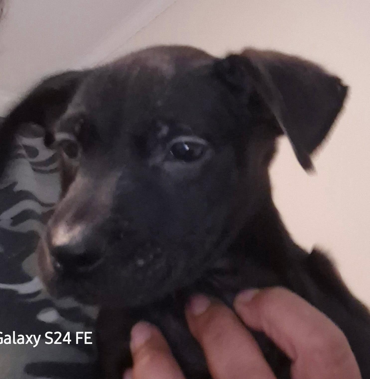 Enlarge Xena, a ADOPTABLE mixed breed in Knoxville, TN image 3/5