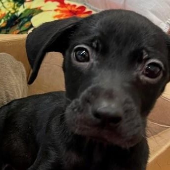 Enlarge Xena, a ADOPTABLE mixed breed in Knoxville, TN image 4/5