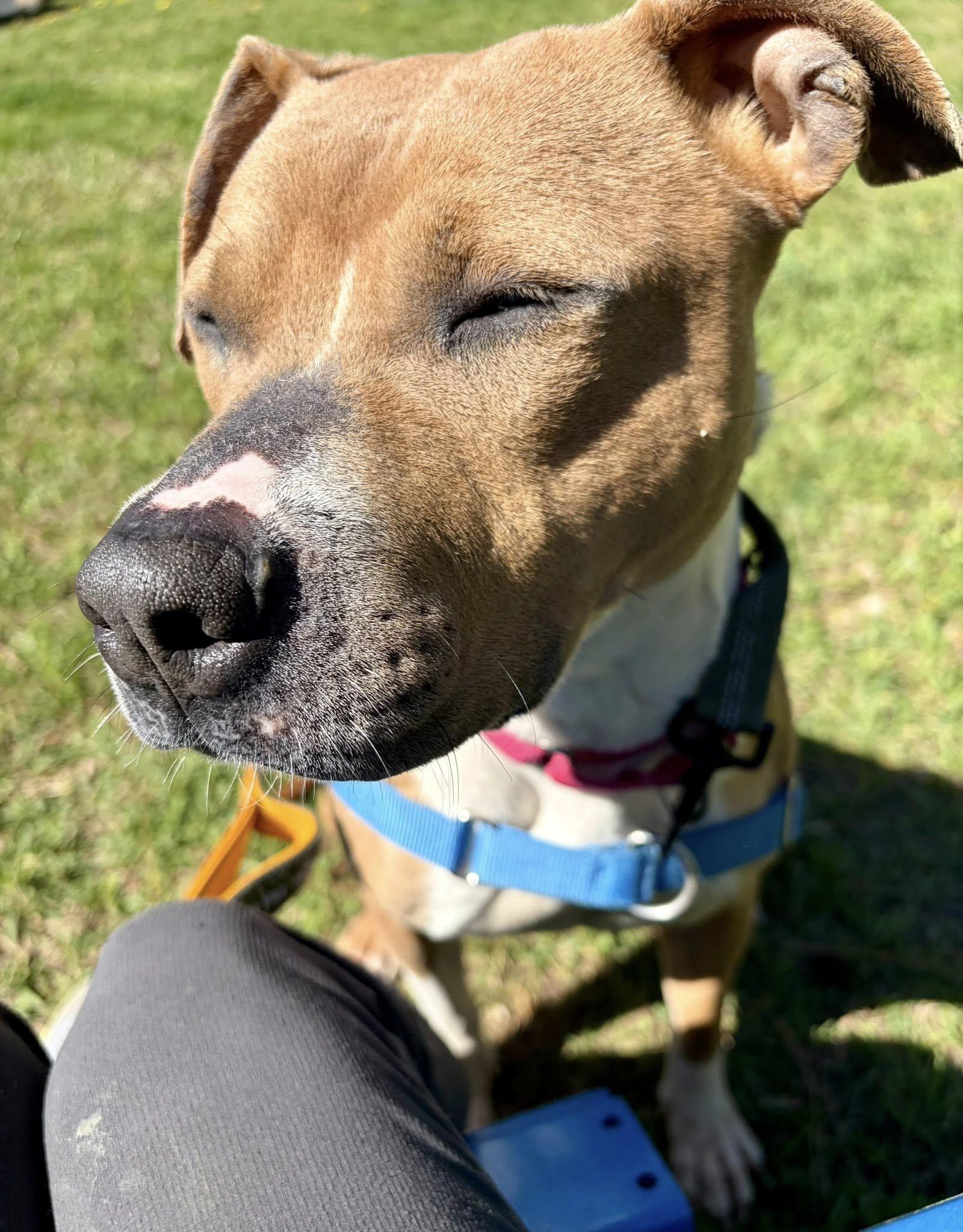 Strawberry, Adopted, Adult Female Mixed Breed.