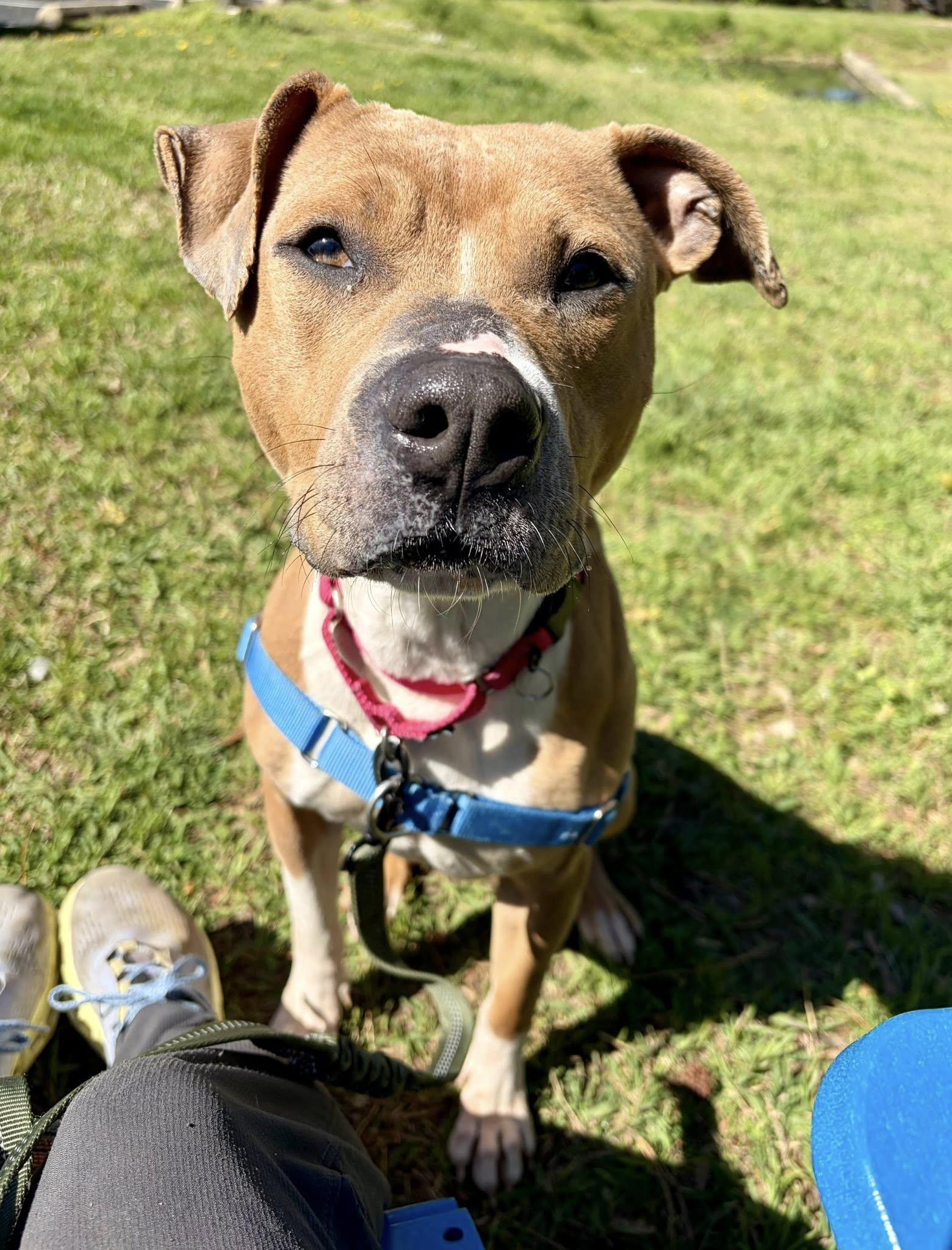 Enlarge Strawberry, a Adopted Mixed Breed in Durham, NC image 2/3