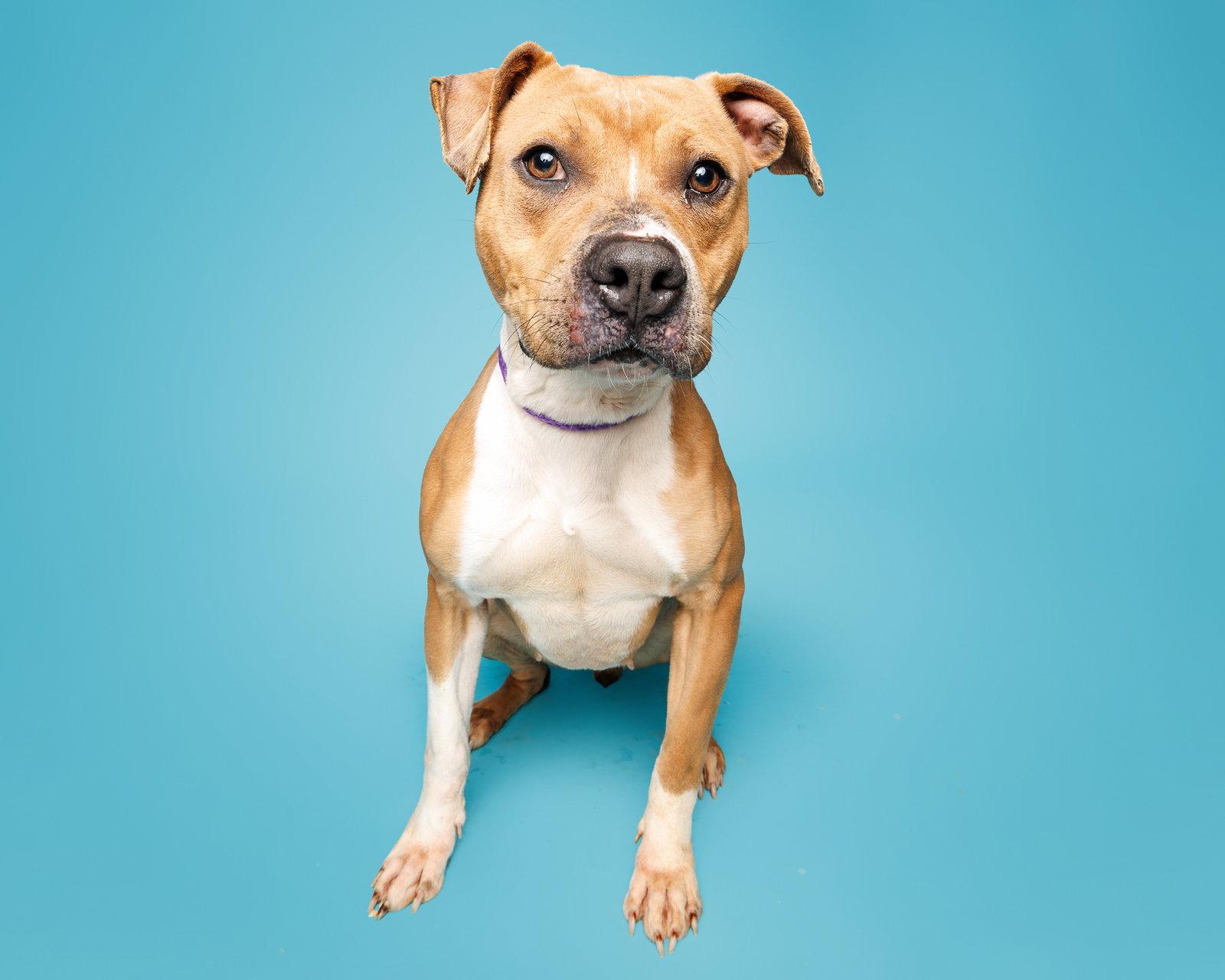 Enlarge Strawberry, a Adopted Mixed Breed in Durham, NC image 3/3