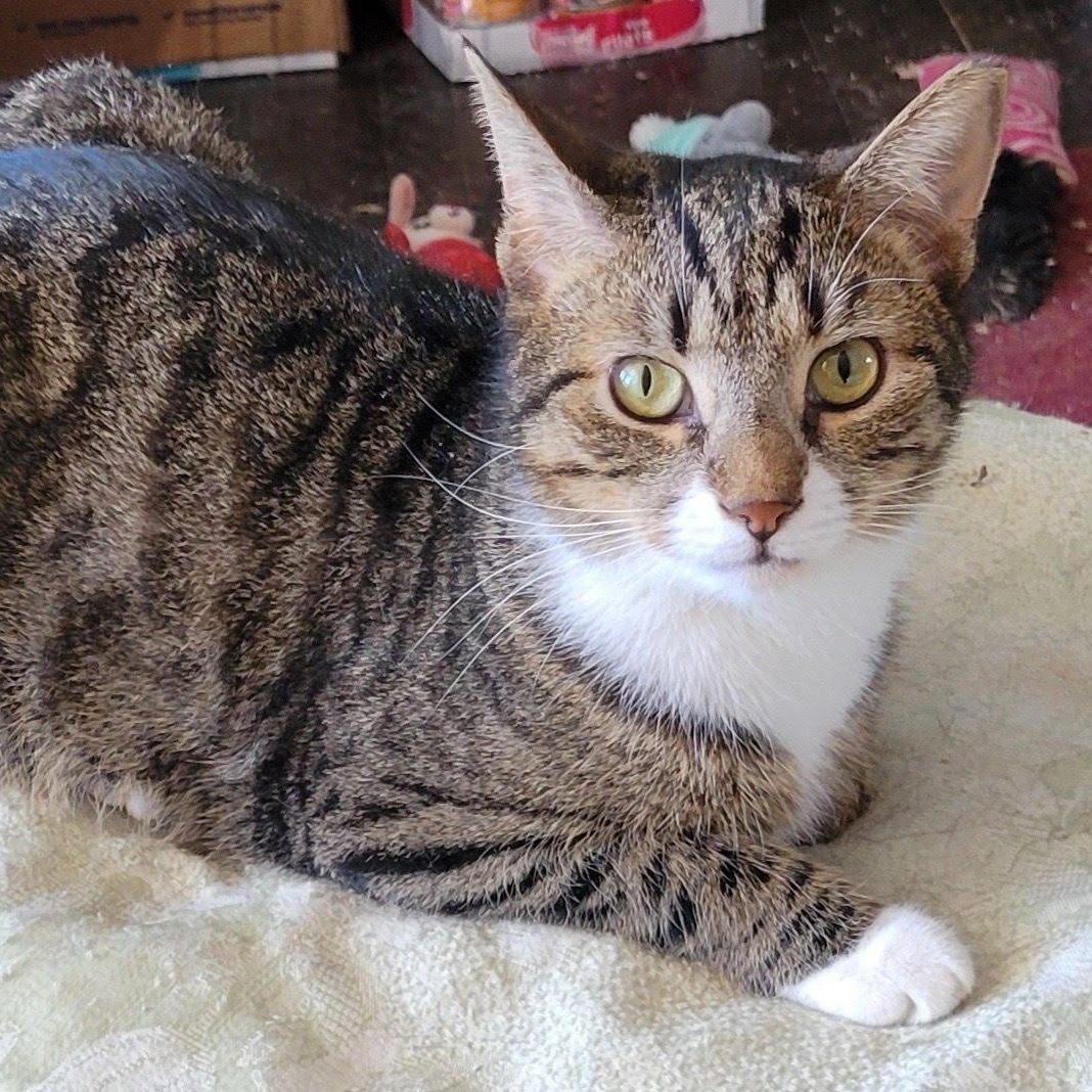 Enlarge Simon, a Adoptable Domestic Short Hair in West Orange, NJ image 1/1