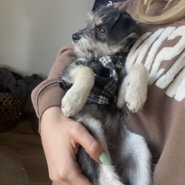 Willy, Adoptable, Puppy Male Terrier & Mixed Breed.