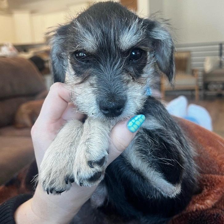 Willy, a Adoptable mixed breed in Alma, WI image 2/6