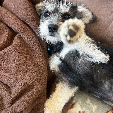 Willy, a Adoptable mixed breed in Alma, WI image 3/6