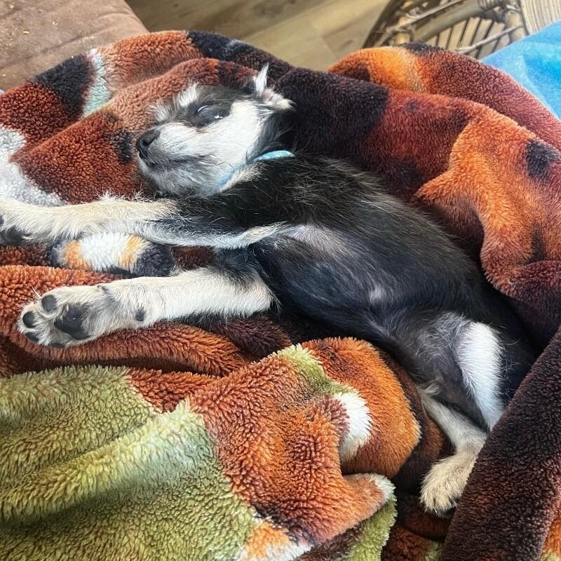 Willy, a Adoptable mixed breed in Alma, WI image 4/6