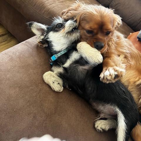 Willy, a Adoptable mixed breed in Alma, WI image 5/6