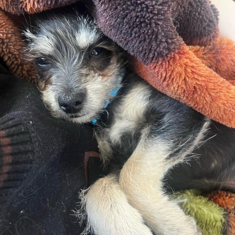 Willy, a Adoptable mixed breed in Alma, WI image 6/6