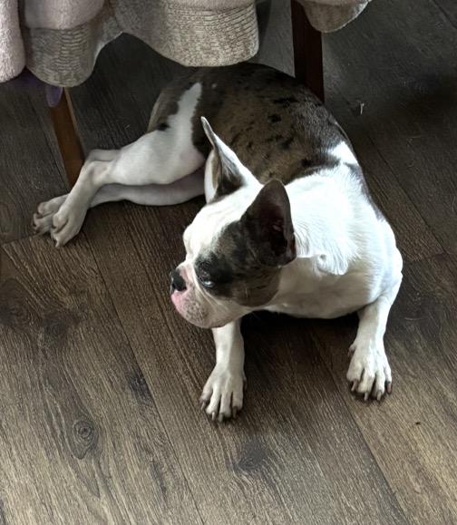 Pitabelle, a ADOPTABLE mixed breed in Jesup, GA image 2/4