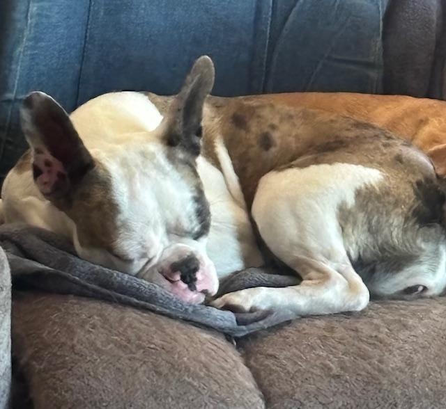 Pitabelle, ADOPTABLE, Young Female Boston Terrier & French Bulldog.