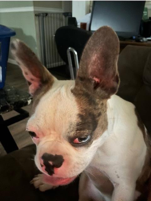 Pitabelle, a ADOPTABLE mixed breed in Jesup, GA image 3/4