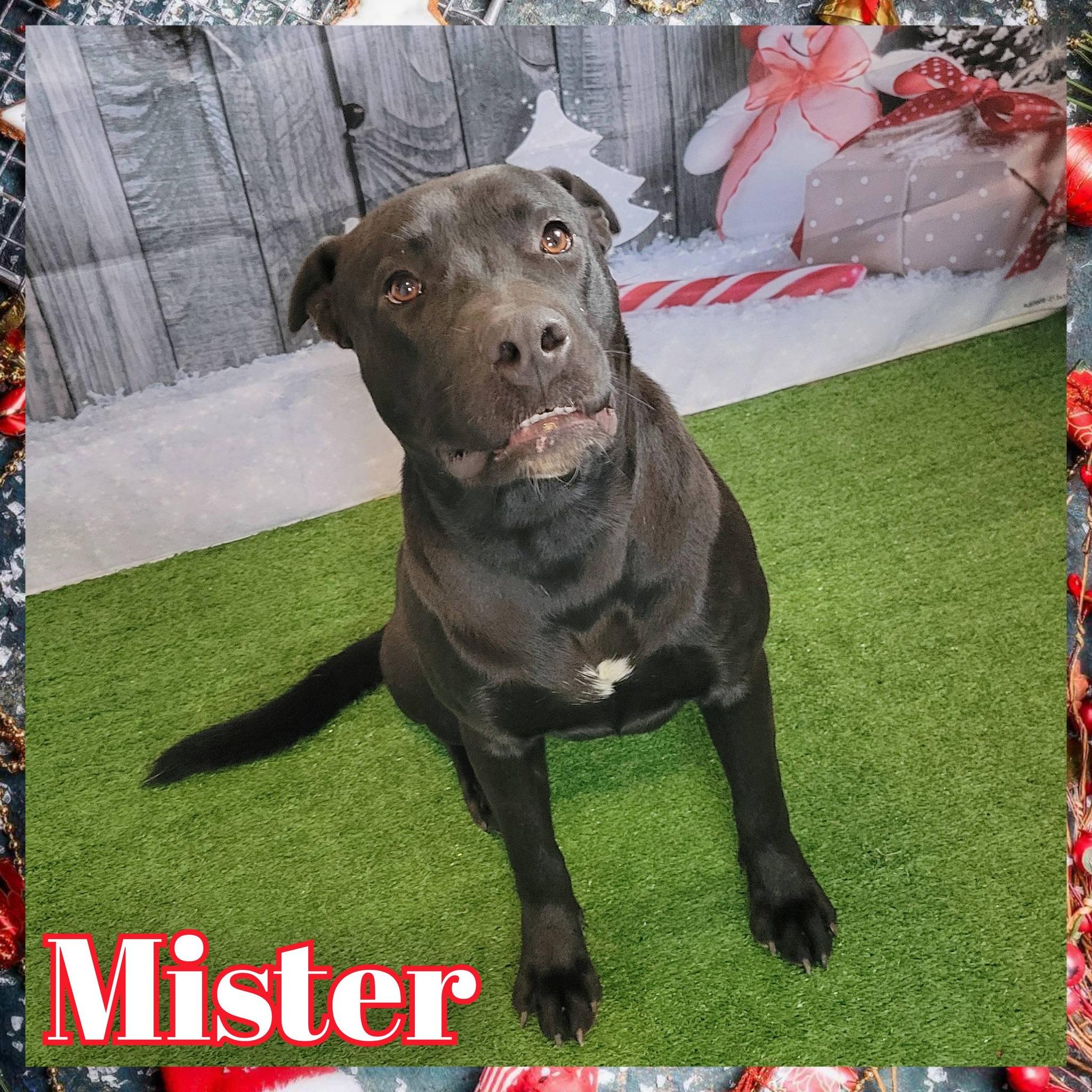 Enlarge Mister, a ADOPTABLE mixed breed in Daingerfield, TX image 1/1