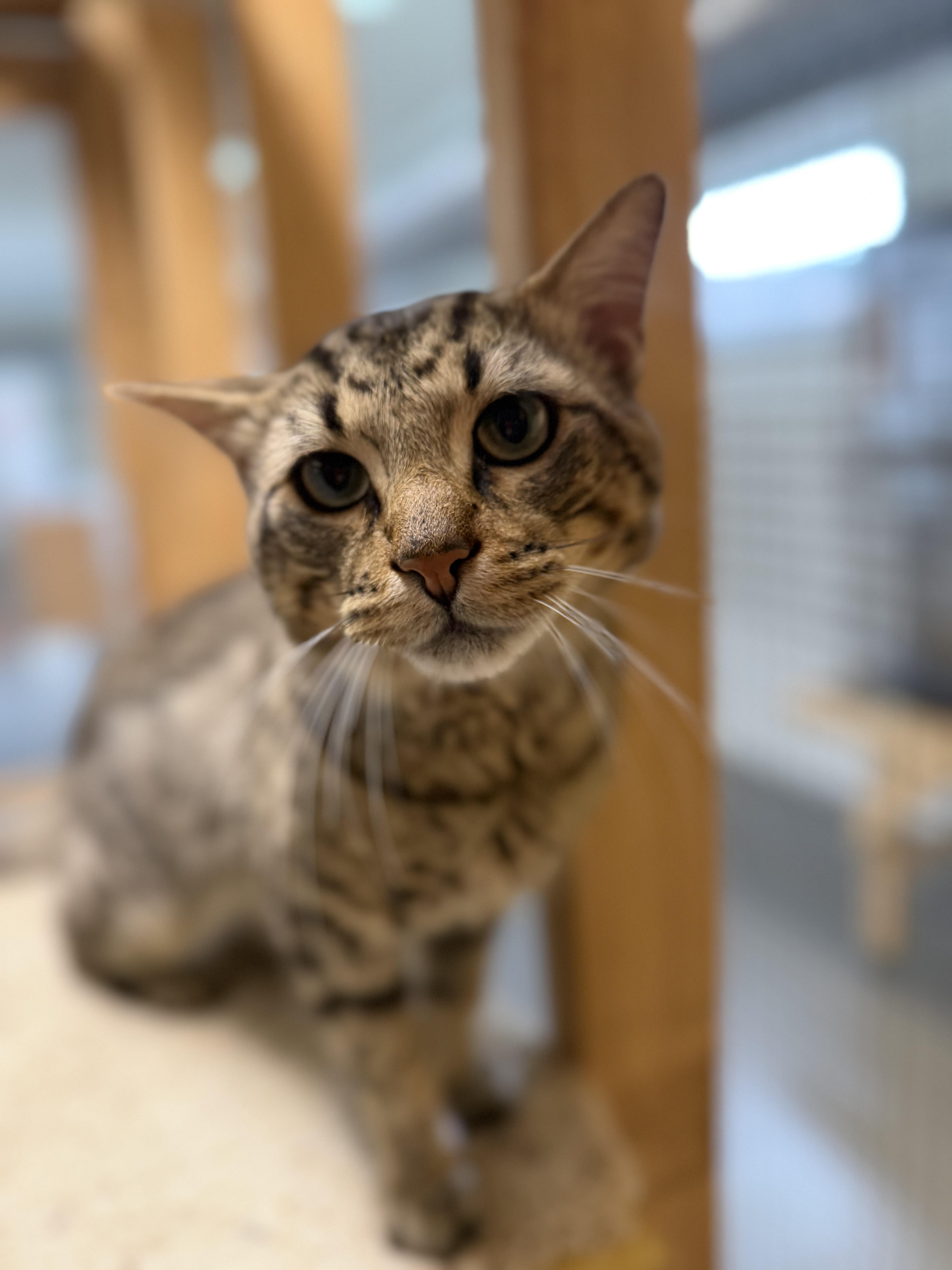 Doug, a ADOPTABLE Domestic Short Hair in Chisholm, MN image 2/6