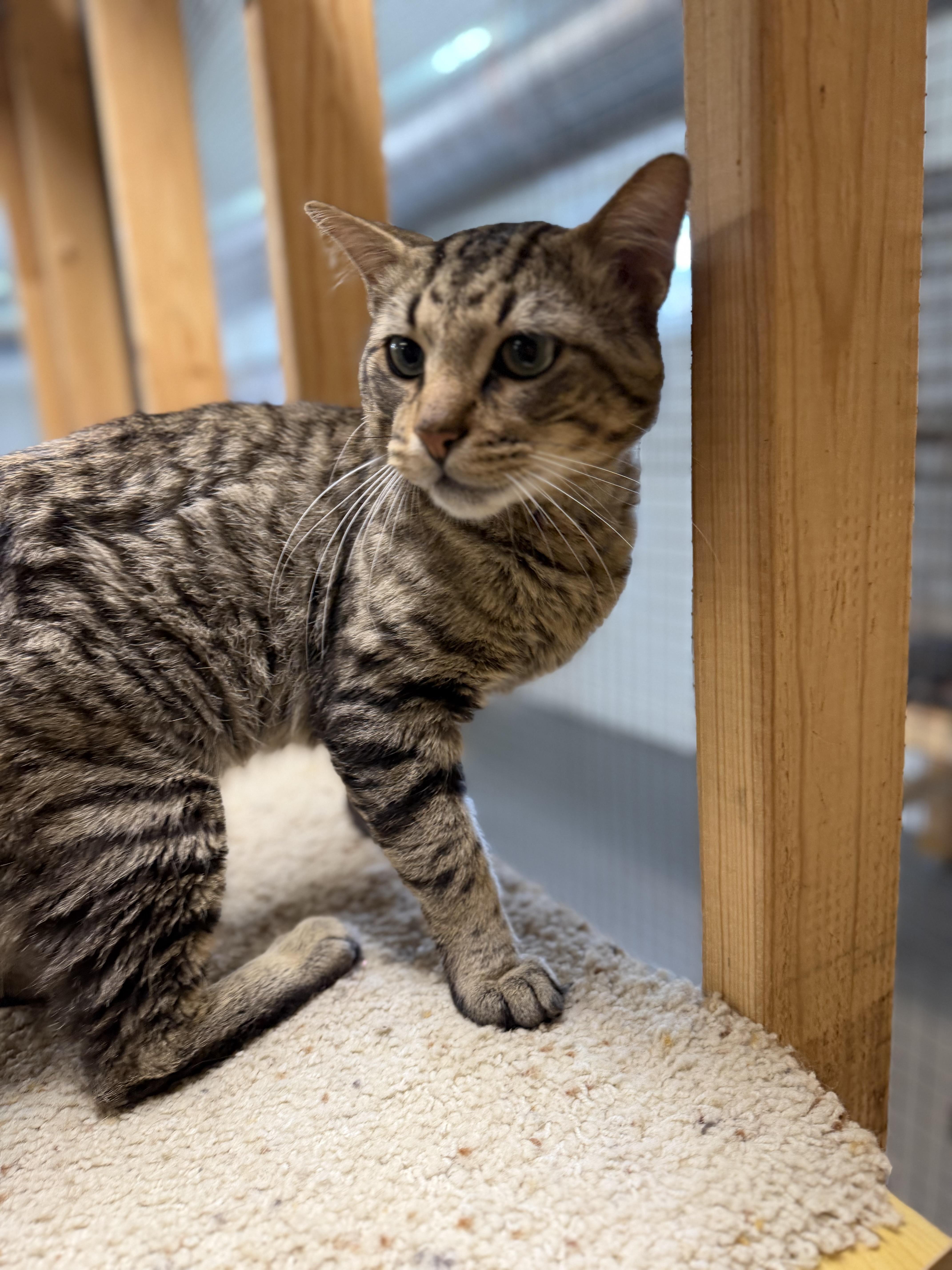 Doug, a ADOPTABLE Domestic Short Hair in Chisholm, MN image 5/6