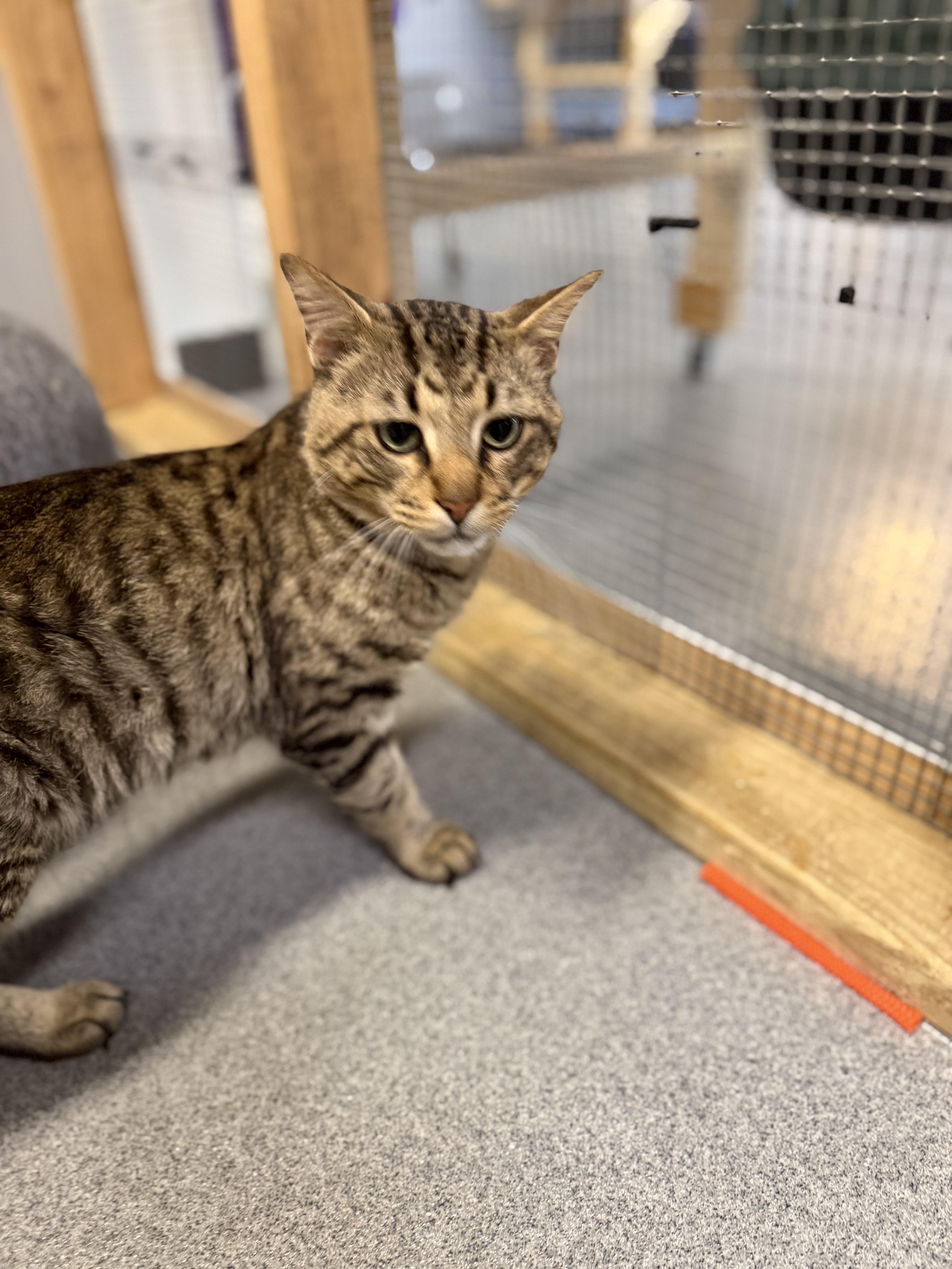Doug, a ADOPTABLE Domestic Short Hair in Chisholm, MN image 3/6