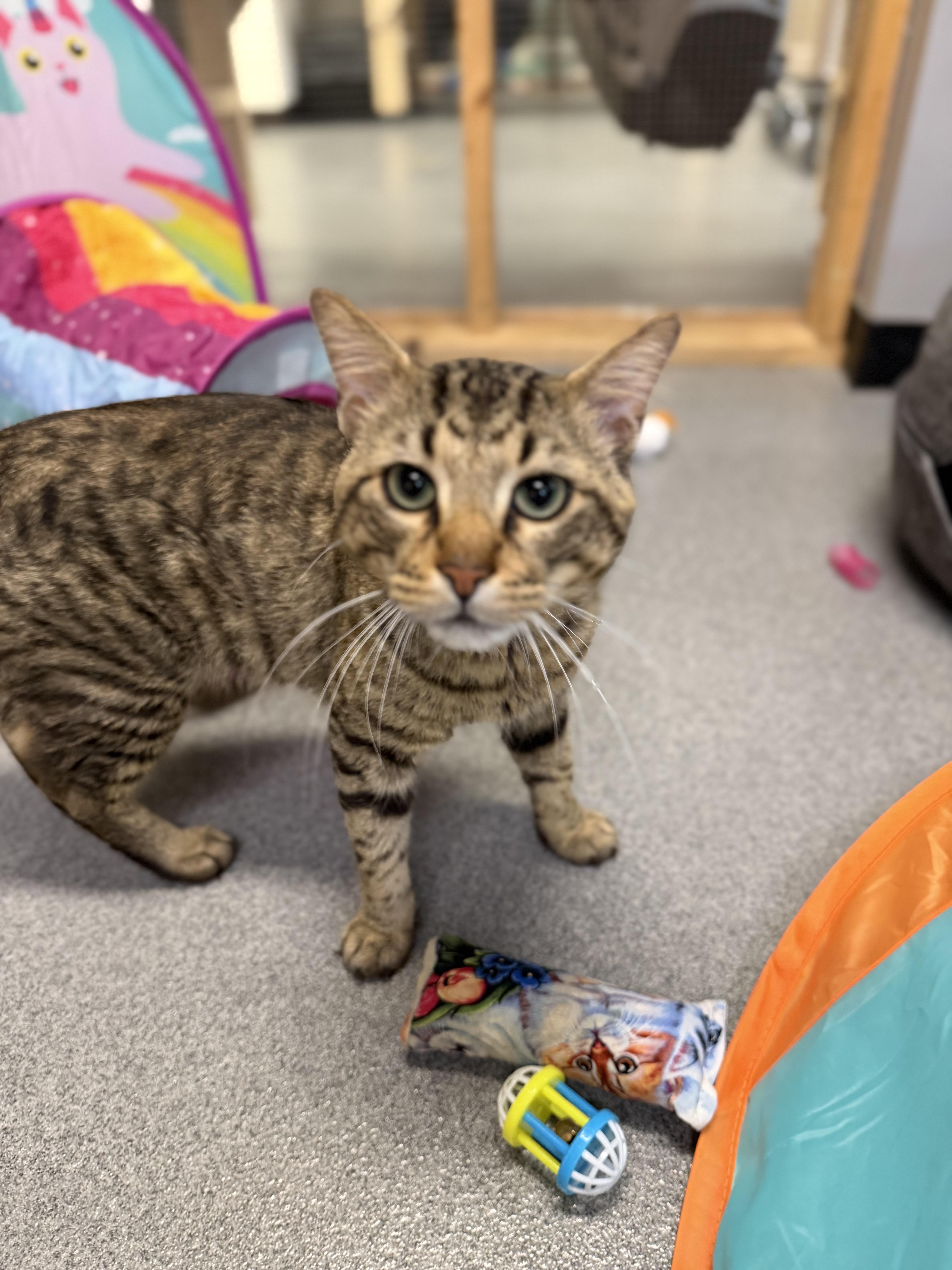 Doug, a ADOPTABLE Domestic Short Hair in Chisholm, MN image 1/6