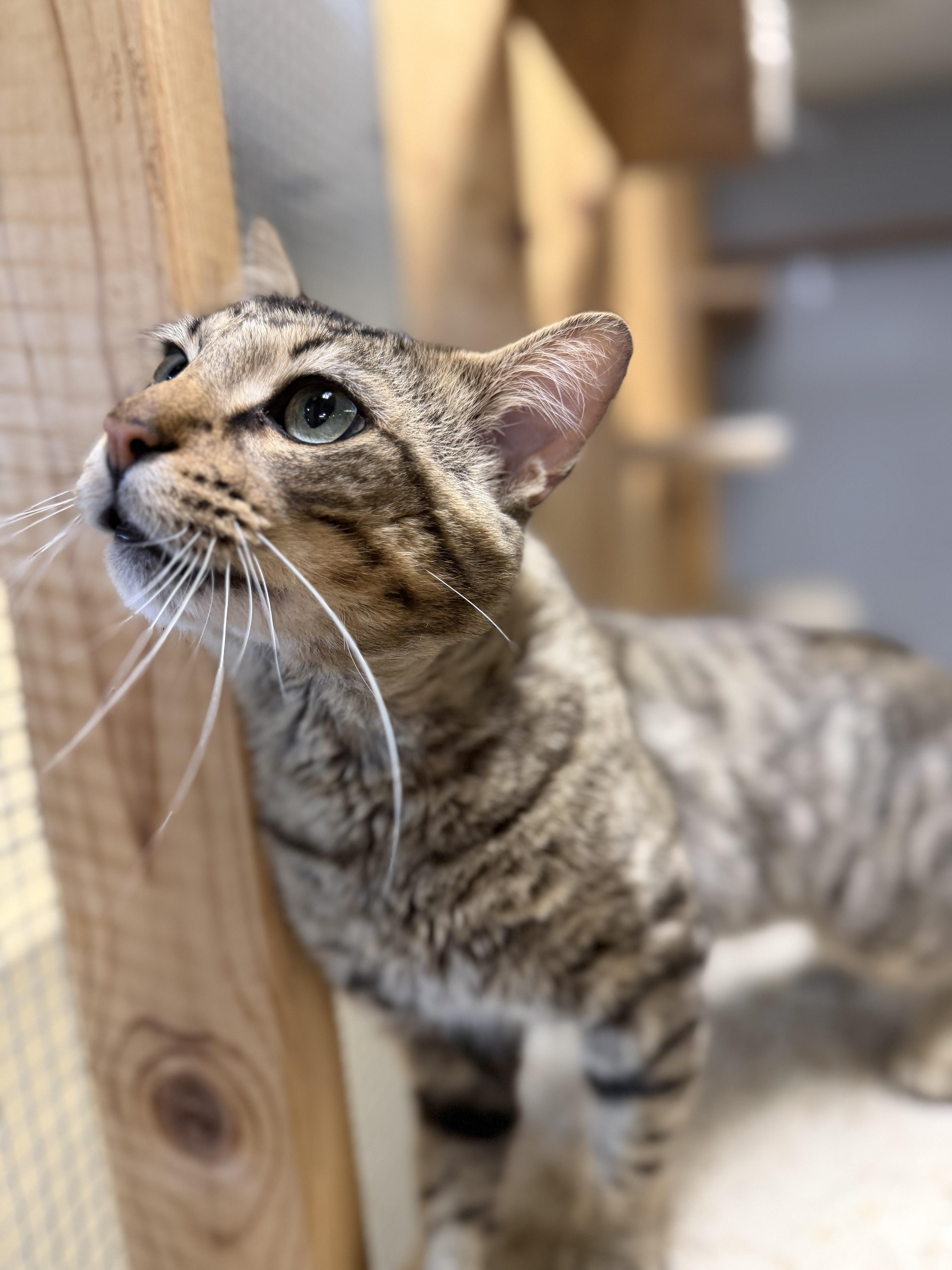 Doug, a ADOPTABLE Domestic Short Hair in Chisholm, MN image 4/6