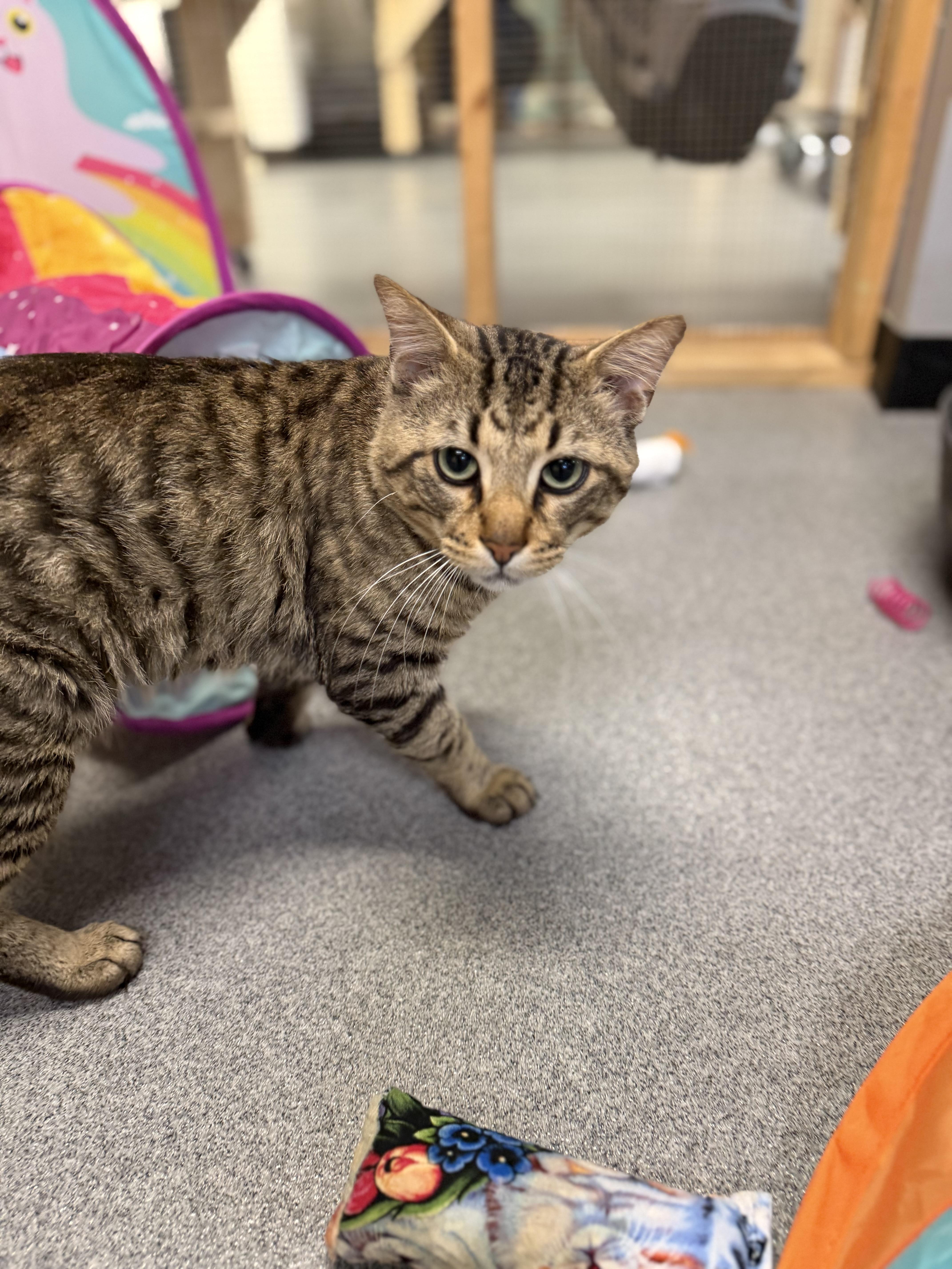 Doug, a ADOPTABLE Domestic Short Hair in Chisholm, MN image 6/6