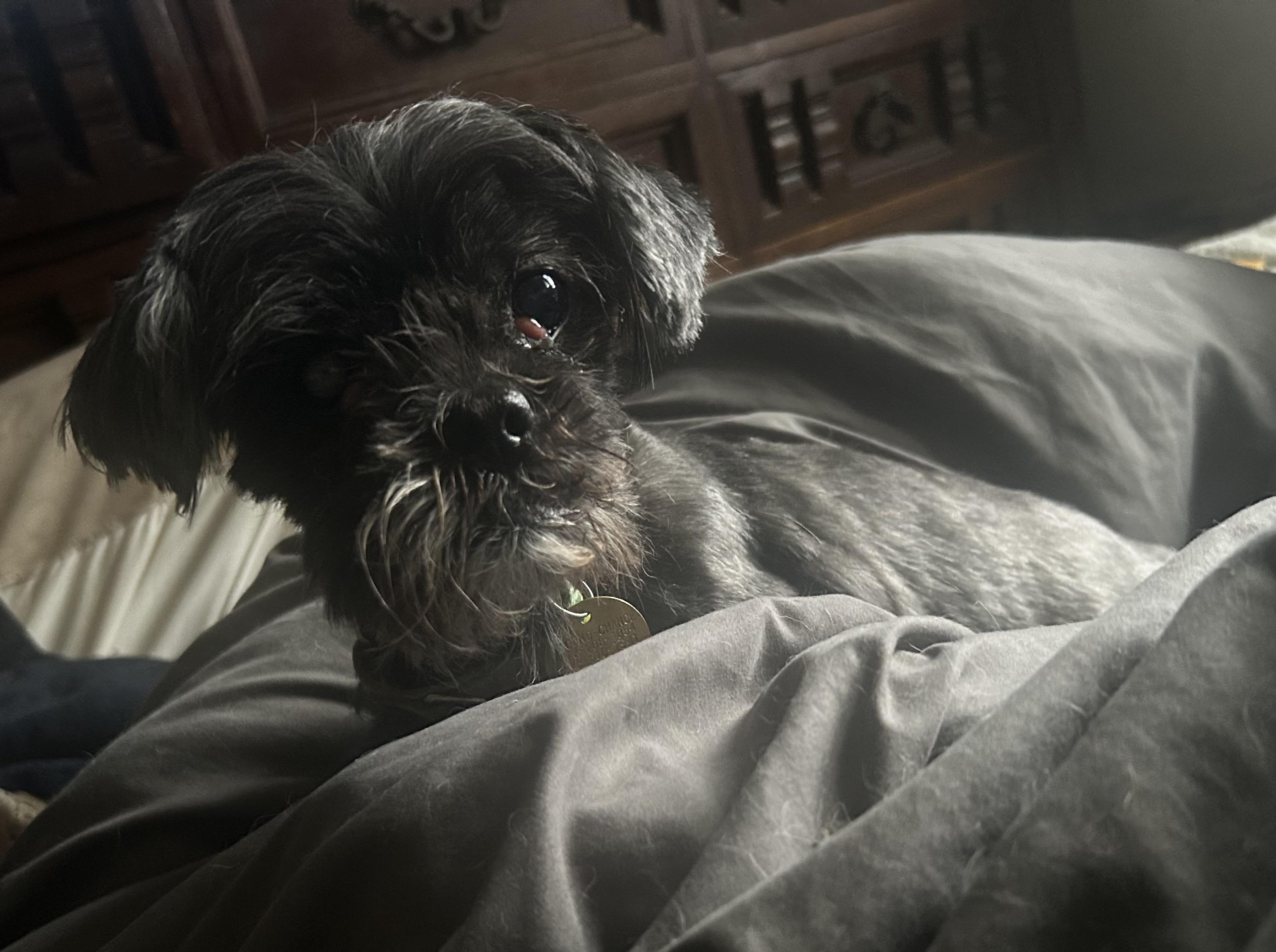 Starla, a ADOPTABLE mixed breed in Oak Ridge, NJ image 2/6