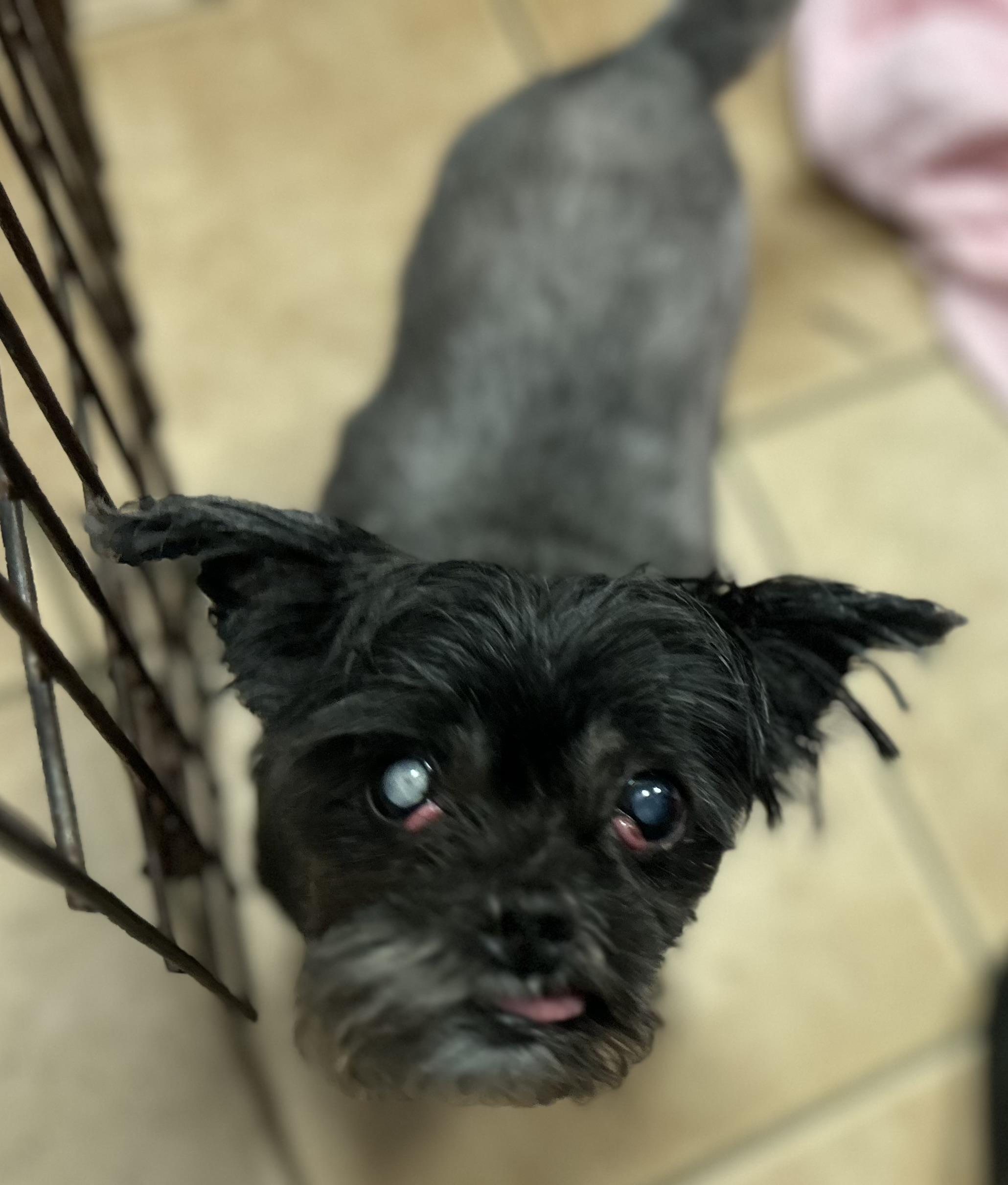 Starla, a ADOPTABLE mixed breed in Oak Ridge, NJ image 5/6