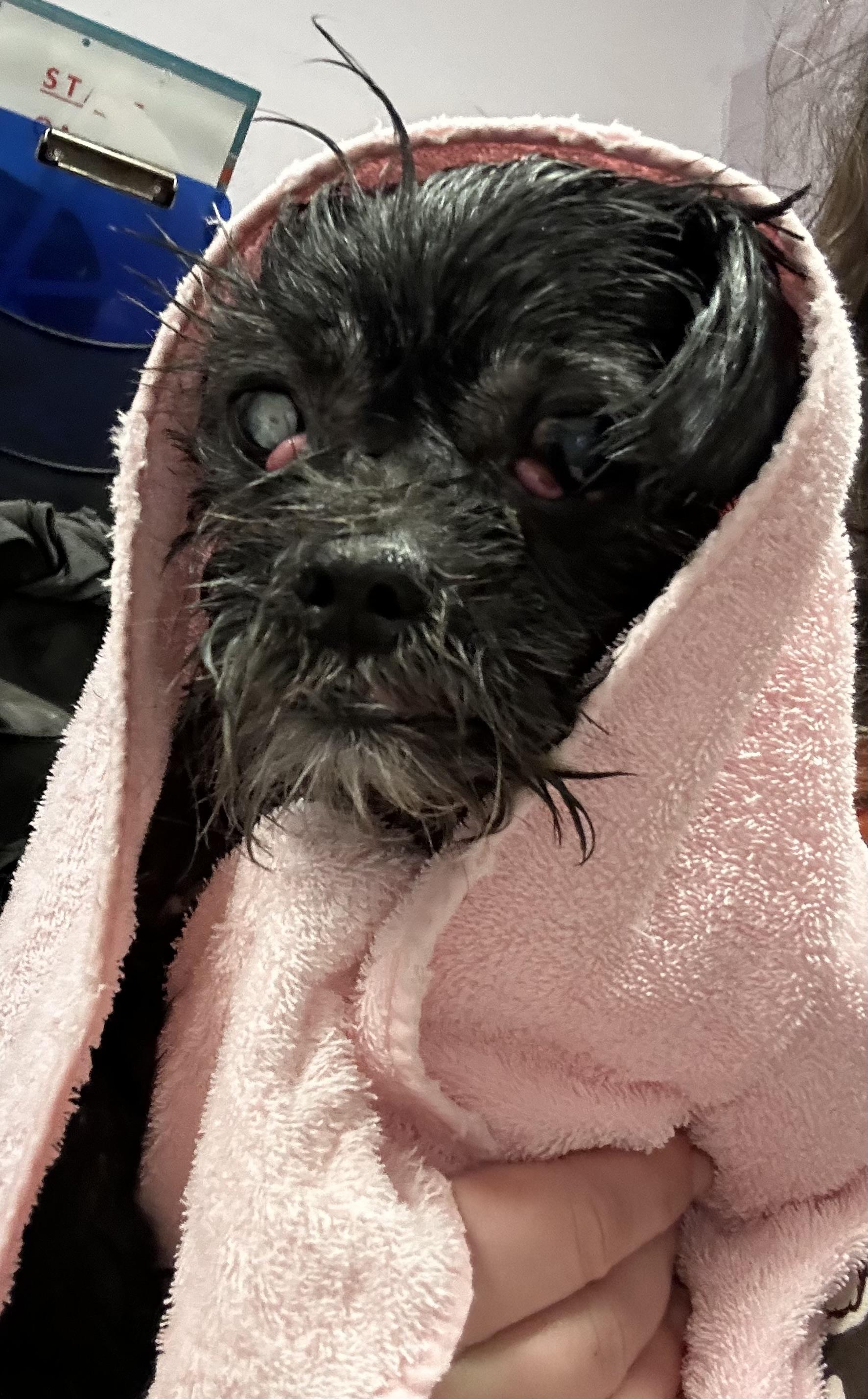 Starla, a ADOPTABLE mixed breed in Oak Ridge, NJ image 4/6