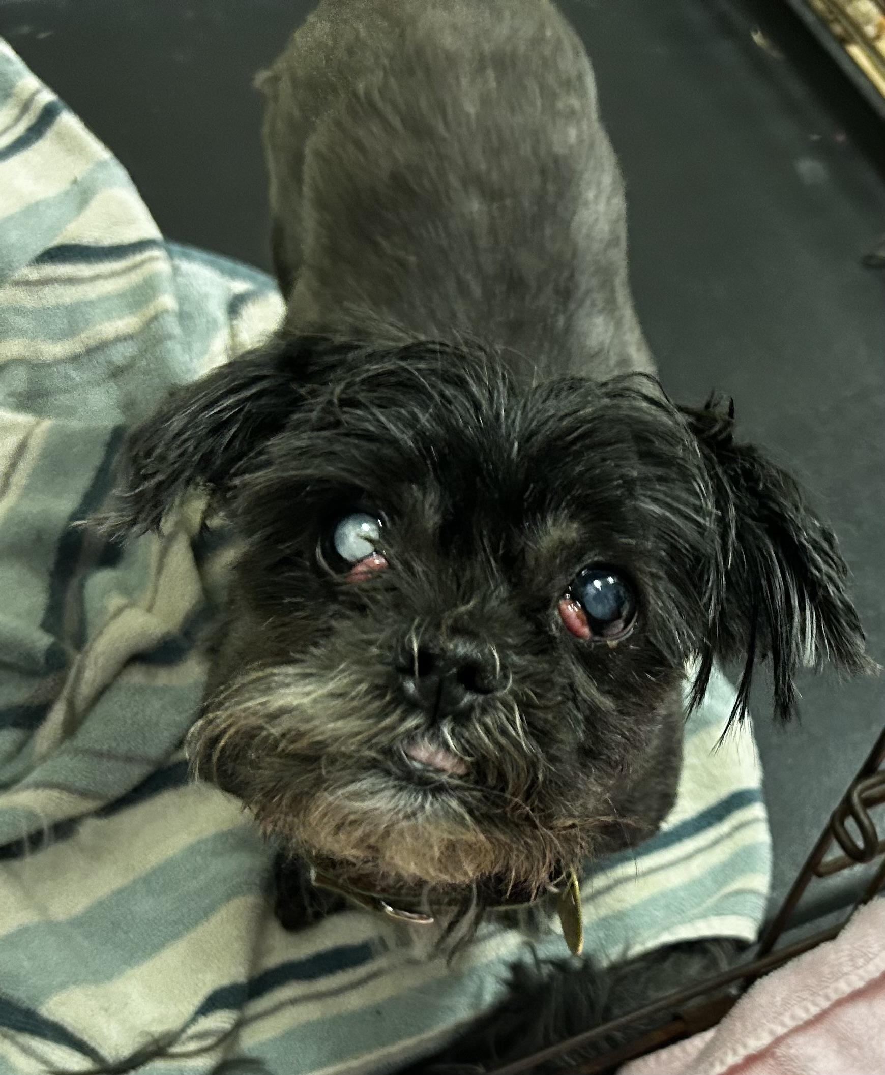 Starla, a ADOPTABLE mixed breed in Oak Ridge, NJ image 3/6