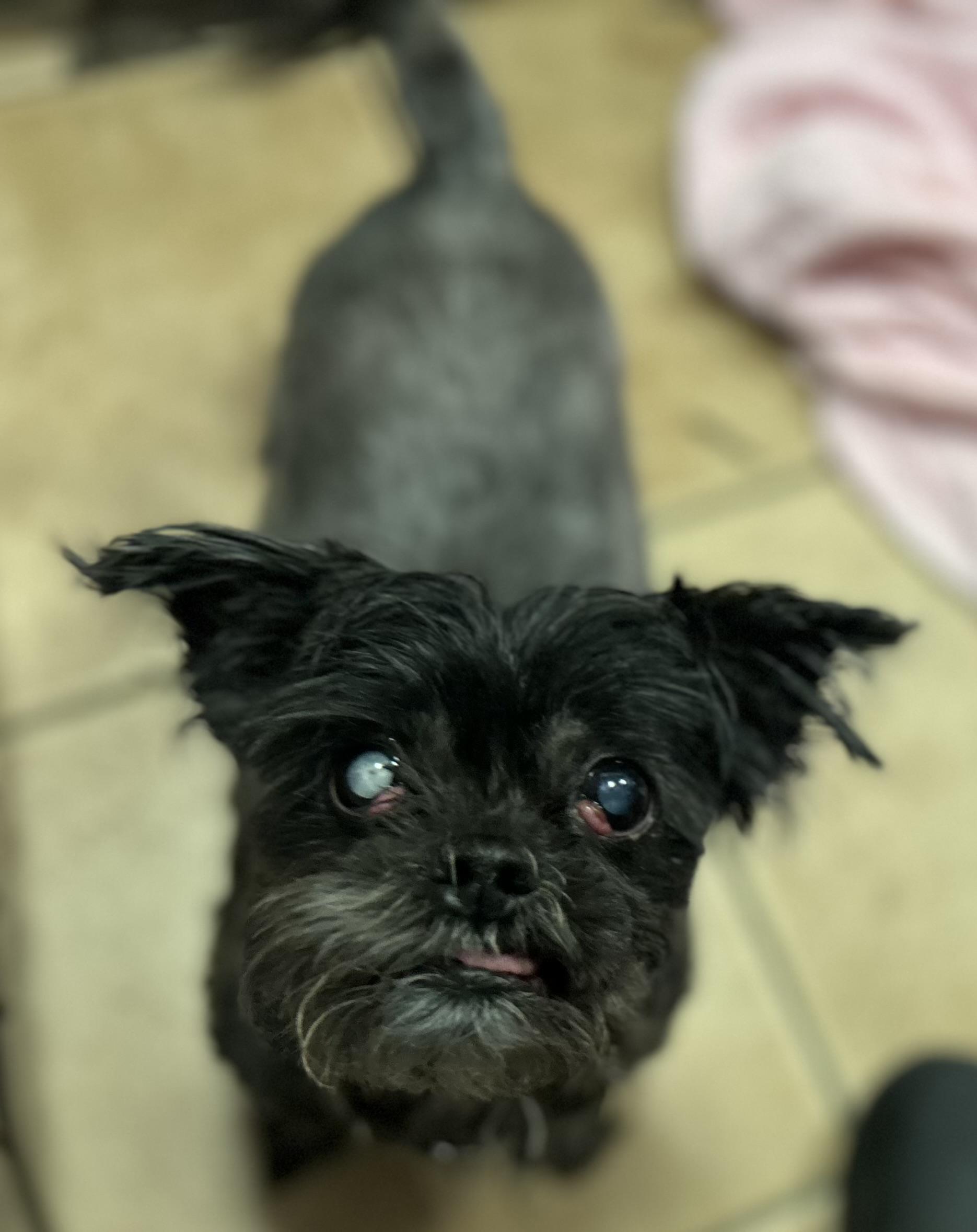 Starla, a ADOPTABLE mixed breed in Oak Ridge, NJ image 6/6