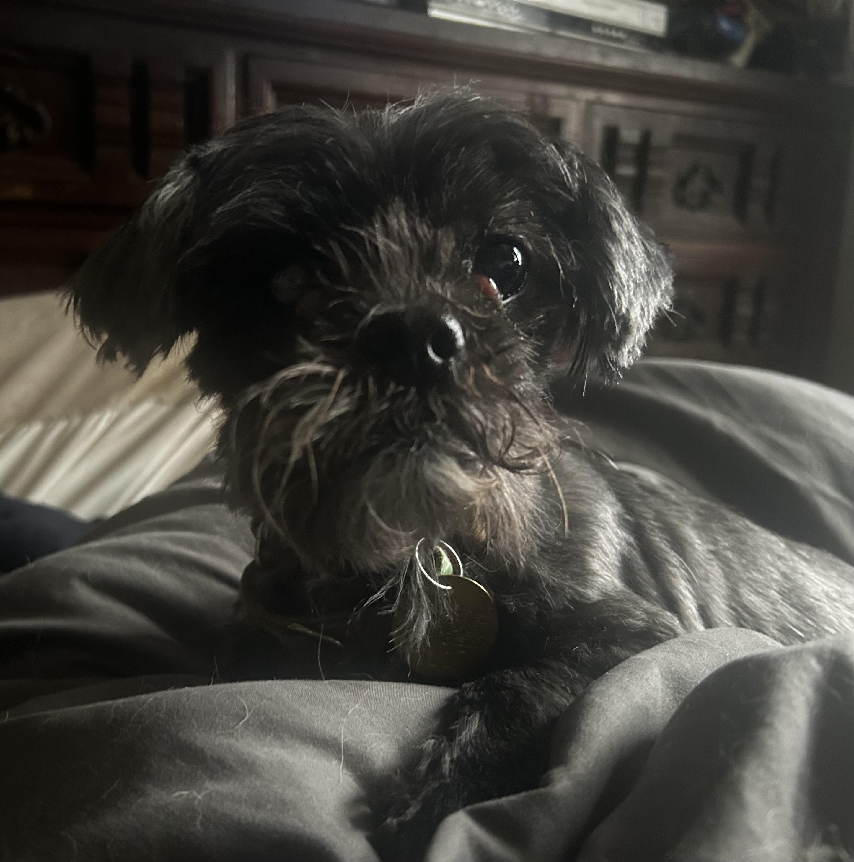Starla, ADOPTABLE, Senior Female Shih Tzu & Yorkshire Terrier.