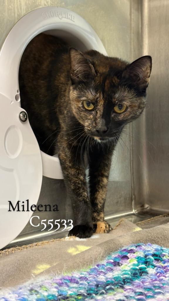 Mileena, Adoptable, Young Female Domestic Short Hair.