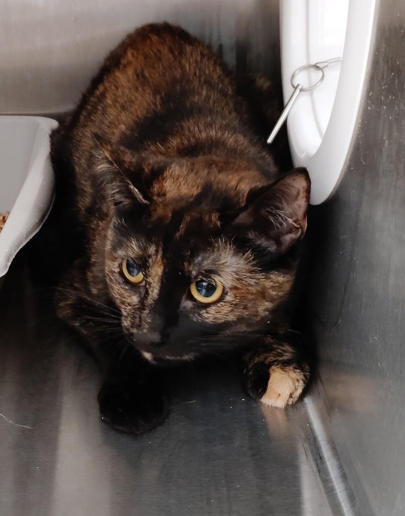 Enlarge Mileena, a Adoptable mixed breed in Clarksville, TN image 2/2