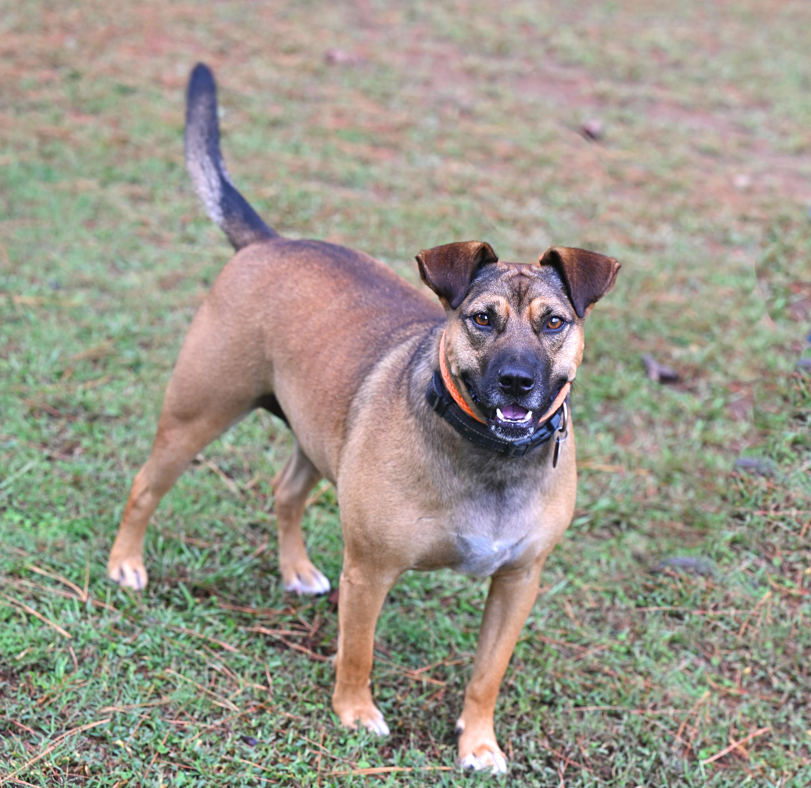 Toby, a Adoptable mixed breed in Hollis, NH image 4/6