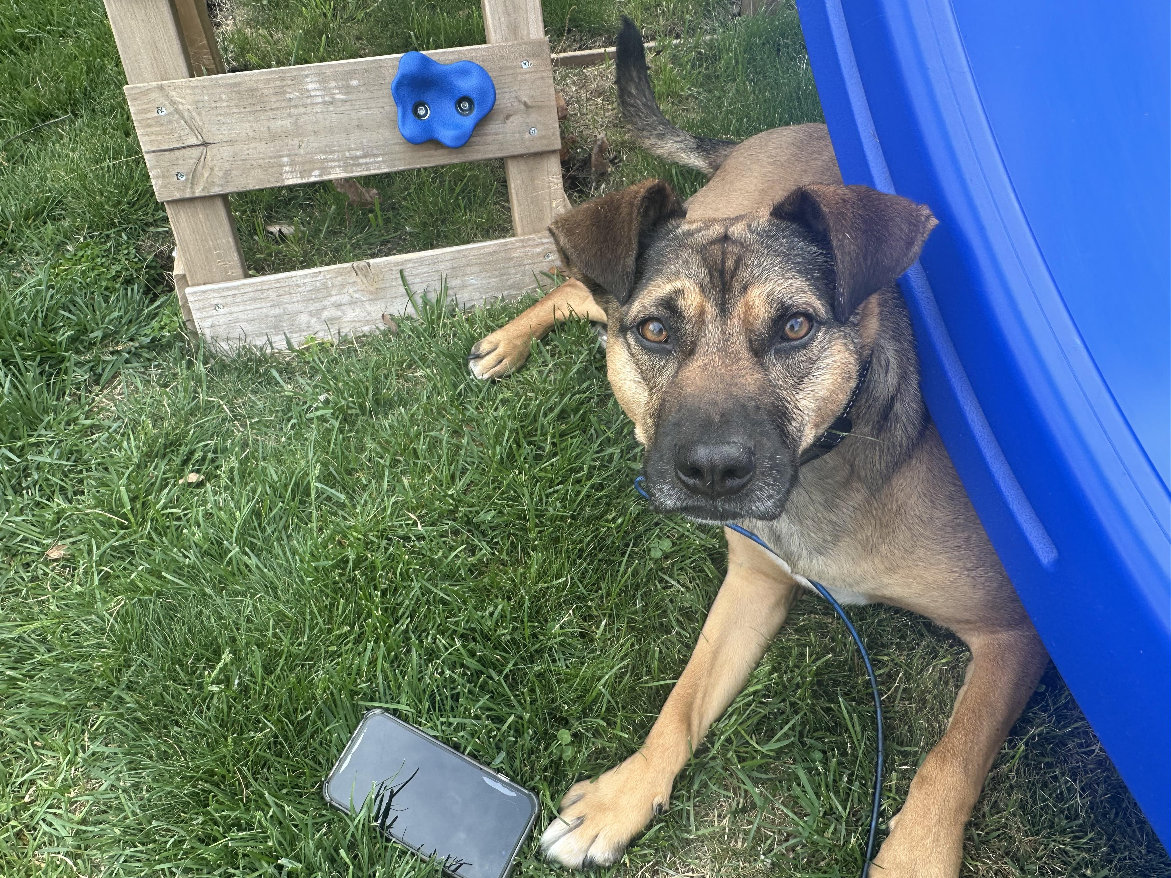 Toby, a Adoptable mixed breed in Hollis, NH image 5/6