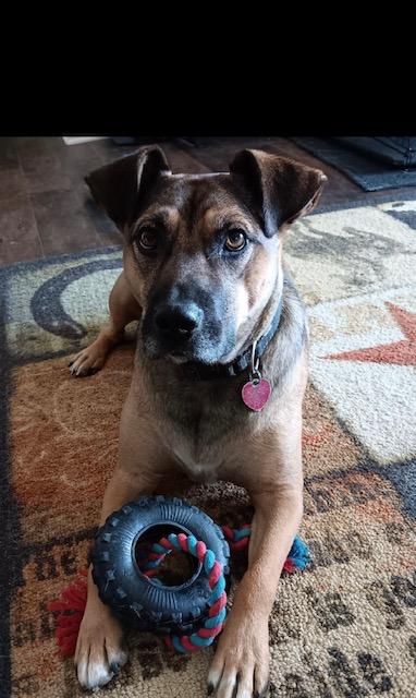 Toby, a Adoptable mixed breed in Hollis, NH image 2/6