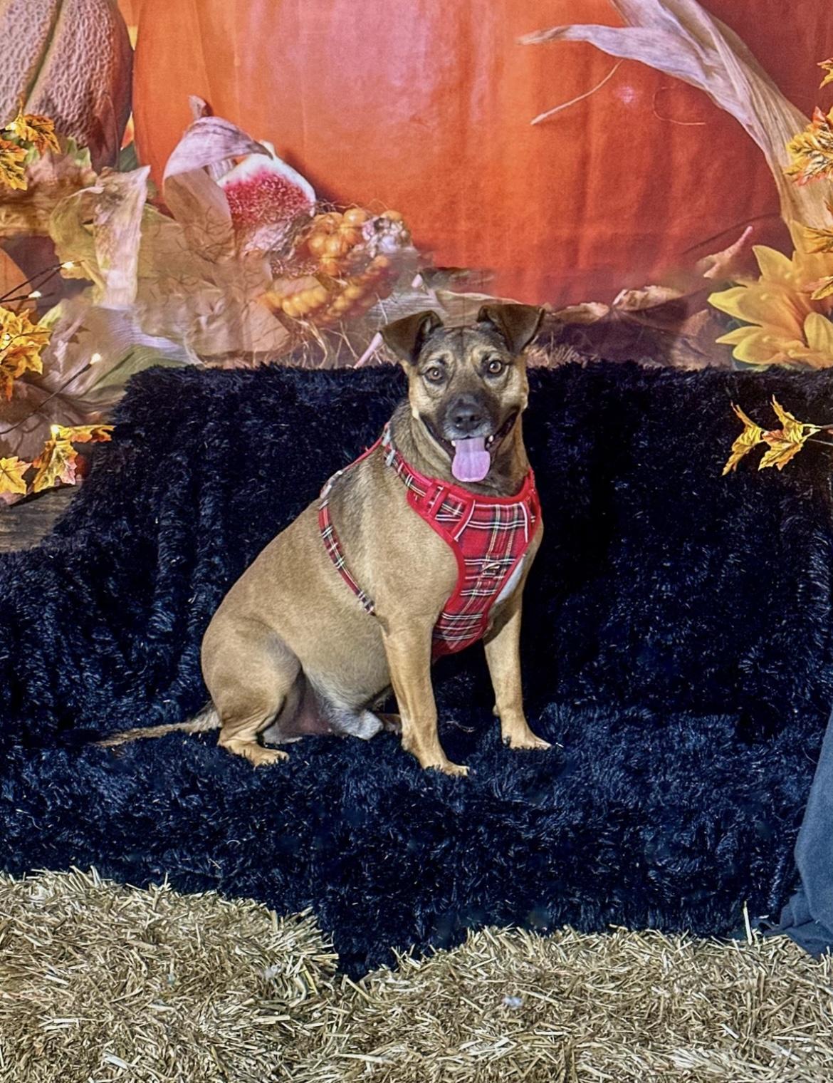 Toby, a Adoptable mixed breed in Hollis, NH image 3/6