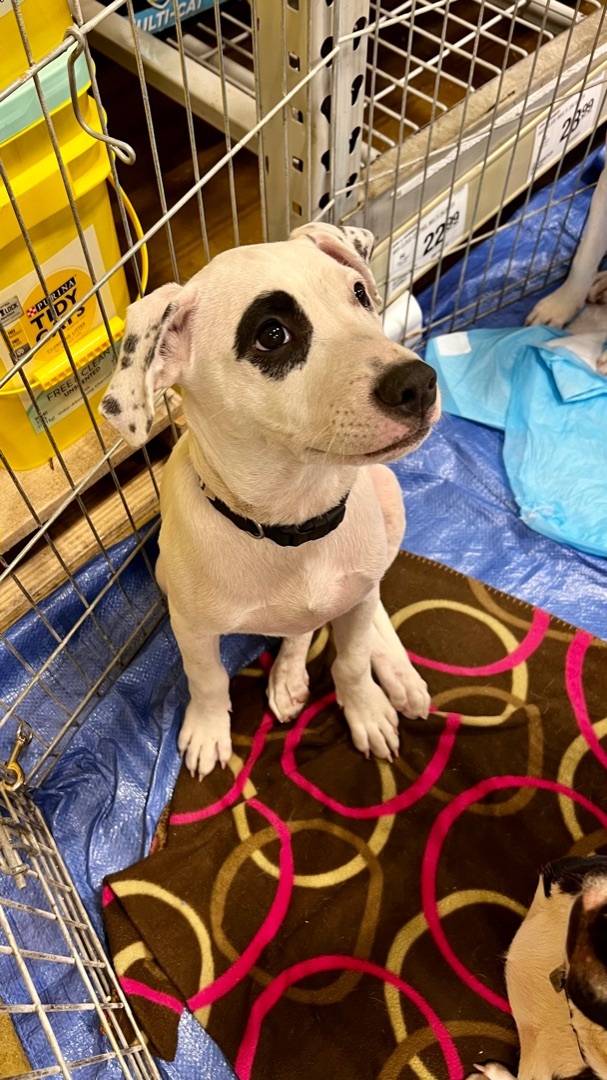 Gus, a Adoptable Labrador Retriever in Tulsa, OK image 1/10