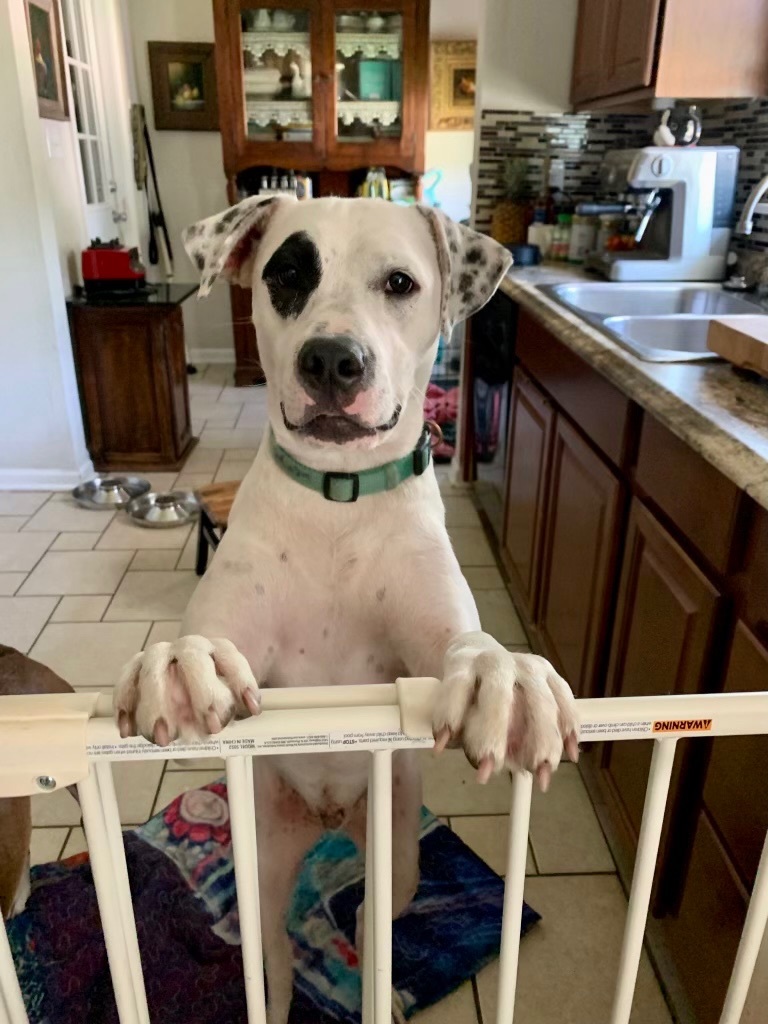 Gus, a Adoptable Labrador Retriever in Tulsa, OK image 2/10