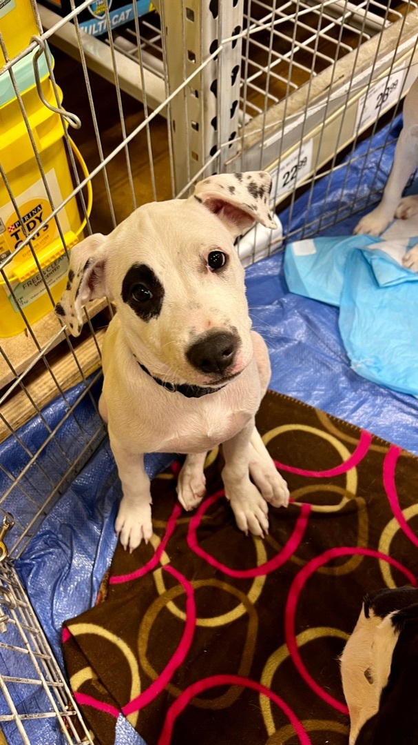 Gus, a Adoptable Labrador Retriever in Tulsa, OK image 3/10